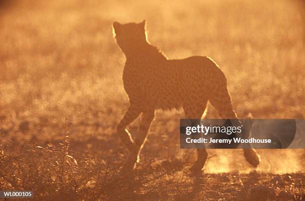 silhouette of a cheetah - a stock pictures, royalty-free photos & images