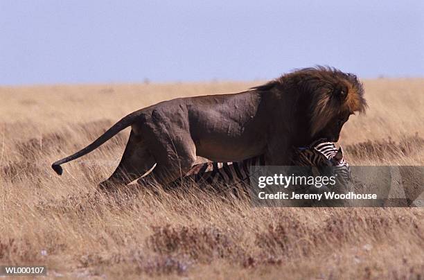 lion killing a zebra - a stock pictures, royalty-free photos & images