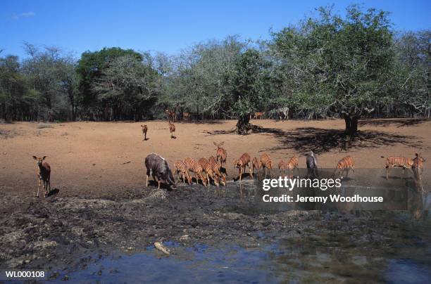 animals drinking water from water hole - riserva naturale di mkuze foto e immagini stock