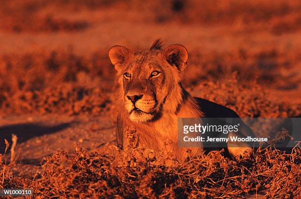 lion - parco nazionale kalahari gemsbok foto e immagini stock