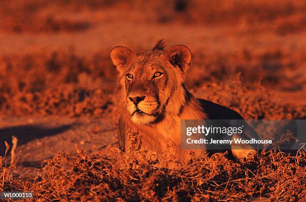 lion - kalahari gemsbok national park stock pictures, royalty-free photos & images