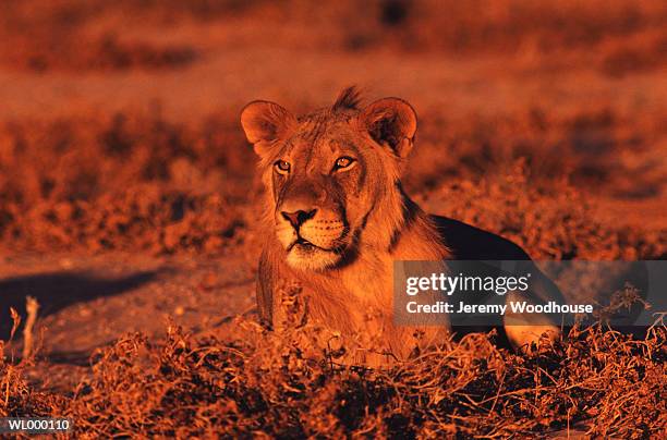 lion - kgalagadi transfrontier park stock pictures, royalty-free photos & images