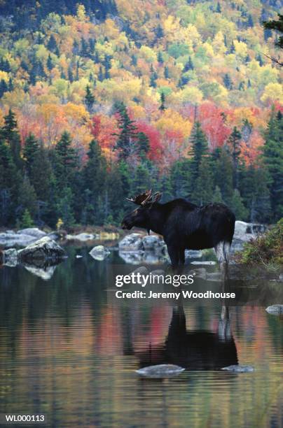 moose in river in autumn - kristin kreuk or sierra mccormick or autumn wendel or brenda song or allison munn or emil stock pictures, royalty-free photos & images