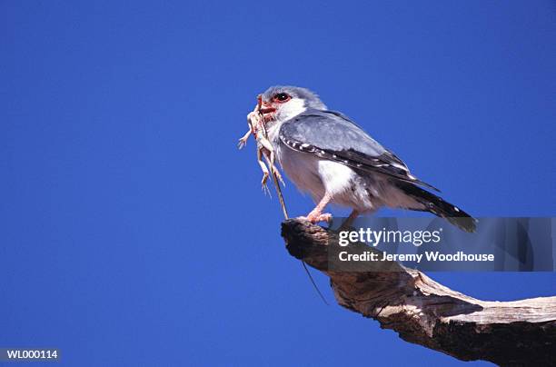 pygmy falcon feeding on lizard - falcon foto e immagini stock