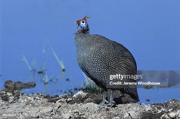 helmeted guinea fowl - guinea fowl stock-fotos und bilder