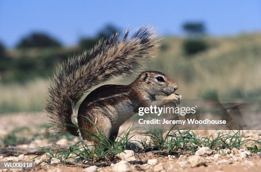 Squirrel Squirrel