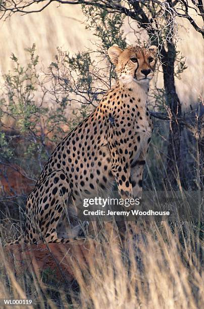 cheetah - kalahari gemsbok national park stock pictures, royalty-free photos & images