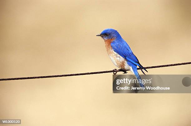 eastern bluebird (sialia sialis) perching on wire, close-up - eastern bluebird fotografías e imágenes de stock