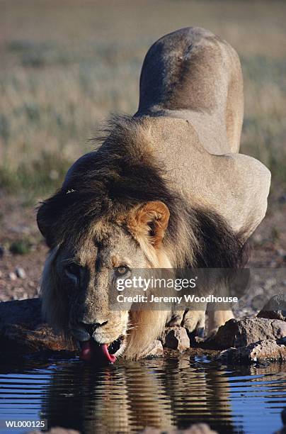 lion drinking water - カラハリゲムスボック国立公園 ストックフォトと画像