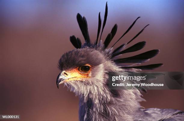 secretary bird with crest - secretary of state pompeo meets with turkish foreign minister mevlut cavusoglu stockfoto's en -beelden