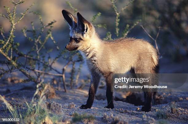 bat-eared fox cub - kalahari gemsbok national park stock pictures, royalty-free photos & images