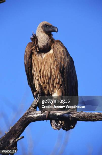 white backed vulture - backed stock pictures, royalty-free photos & images