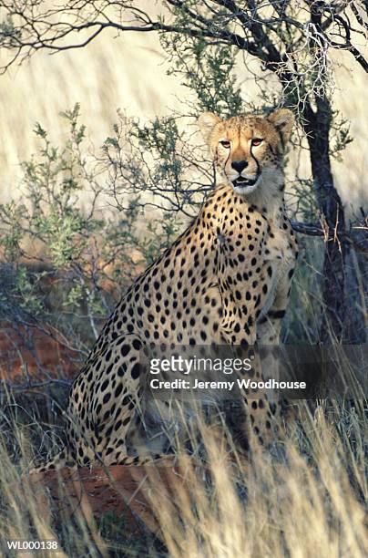 cheetah - カラハリゲムスボック国立公園 ストックフォトと画像