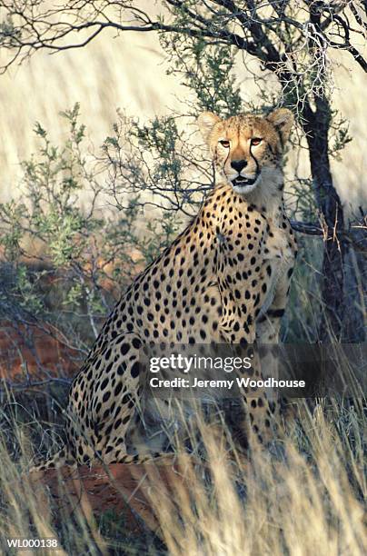 cheetah - kalahari gemsbok national park stock pictures, royalty-free photos & images