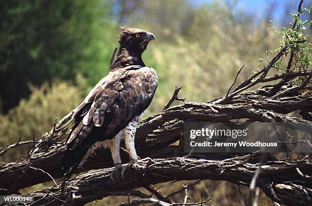 martial eagle on dead wood - martial stock pictures, royalty-free photos & images