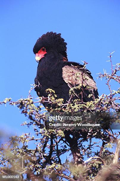 bateleur eagle perched in tree - bateleur eagle 個照片及圖片檔