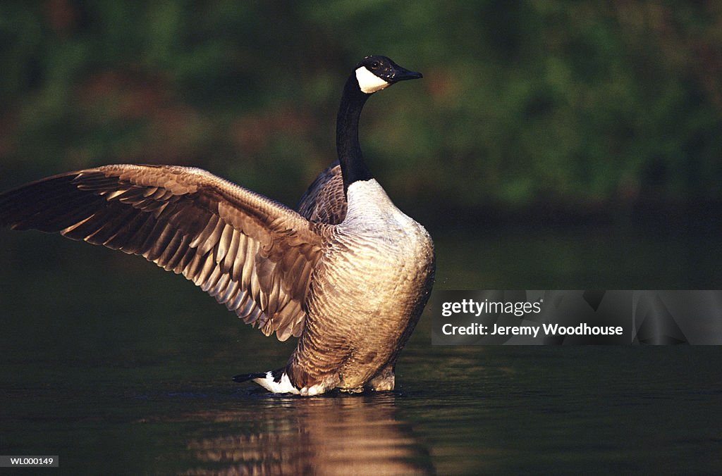 Canada Goose Stretching Wings