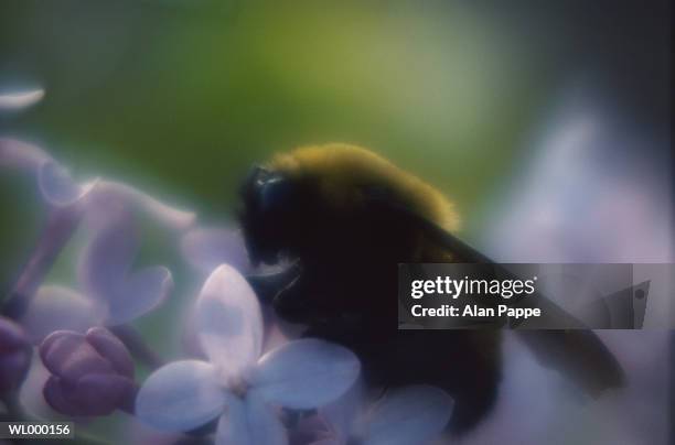 bumble bee (apidae), on flower, close-up (soft focus) - flower part fotografías e imágenes de stock