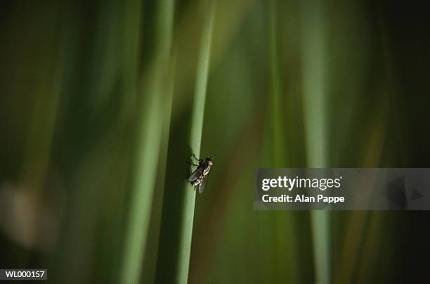 fly (muscidae) on blade of grass, close-up - blade photos et images de collection