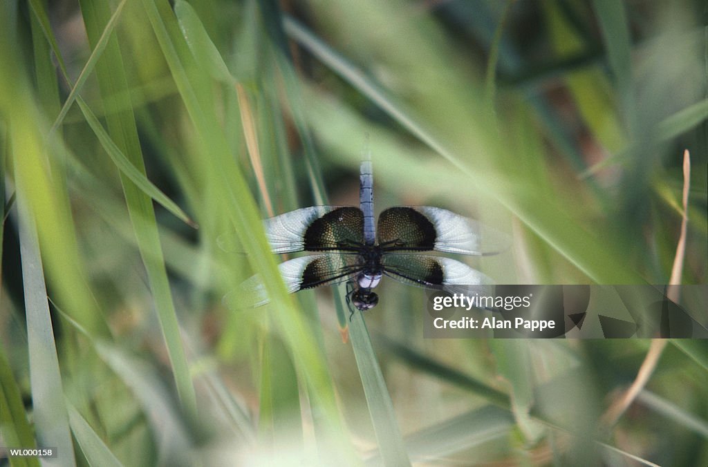 Dragonfly (Gomphidae) hovering, close-up (blurred motion)