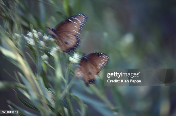 butterflies (lepidoptera) on flowers, close-up (blurred motion) - parte de flor fotografías e imágenes de stock