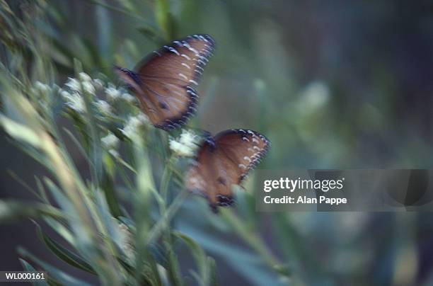 butterflies (lepidoptera) on flowers, close-up (blurred motion) - flower part fotografías e imágenes de stock