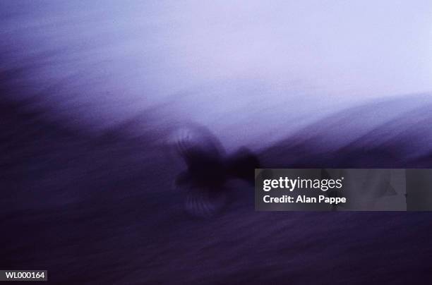 bird flying (blurred motion, defocussed) - bird stock-fotos und bilder