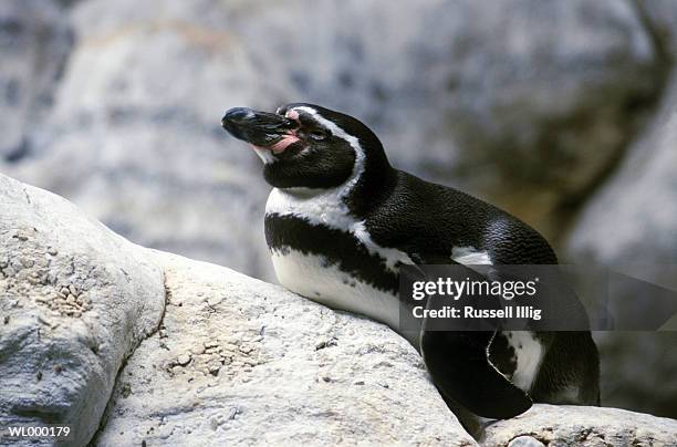 humboldt penguin - flightless bird fotografías e imágenes de stock