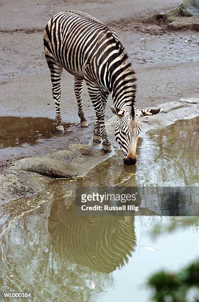 mountain zebra - cebra de montaña fotografías e imágenes de stock
