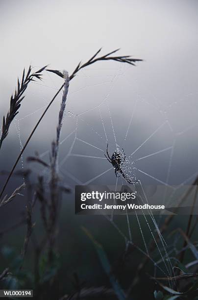 spider web in grass - arachnid stockfoto's en -beelden