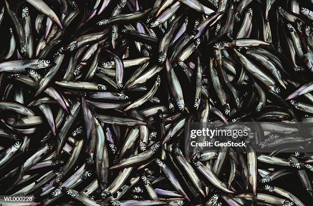 fishermans catch - solidarity with charlottesville rallies are held across the country in wake of death after alt right rally last week stockfoto's en -beelden