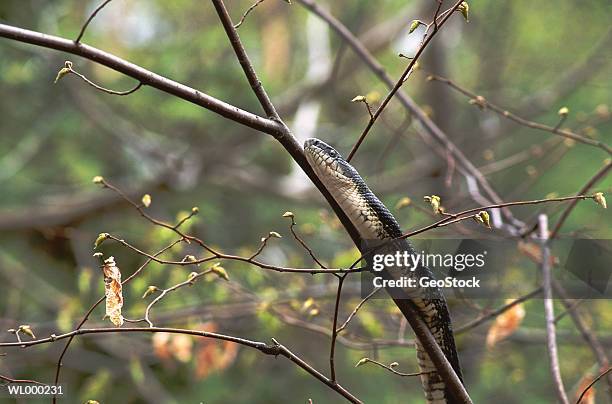 black rat snake - rat snake stock pictures, royalty-free photos & images