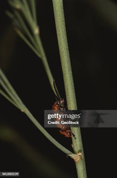 spotted asparagus beetle - longicorne photos et images de collection