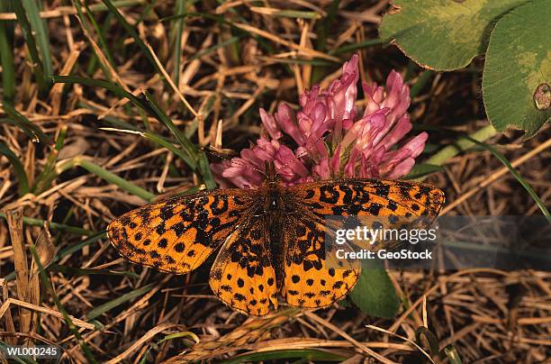 meadow fritillary - papillon fritillaire photos et images de collection