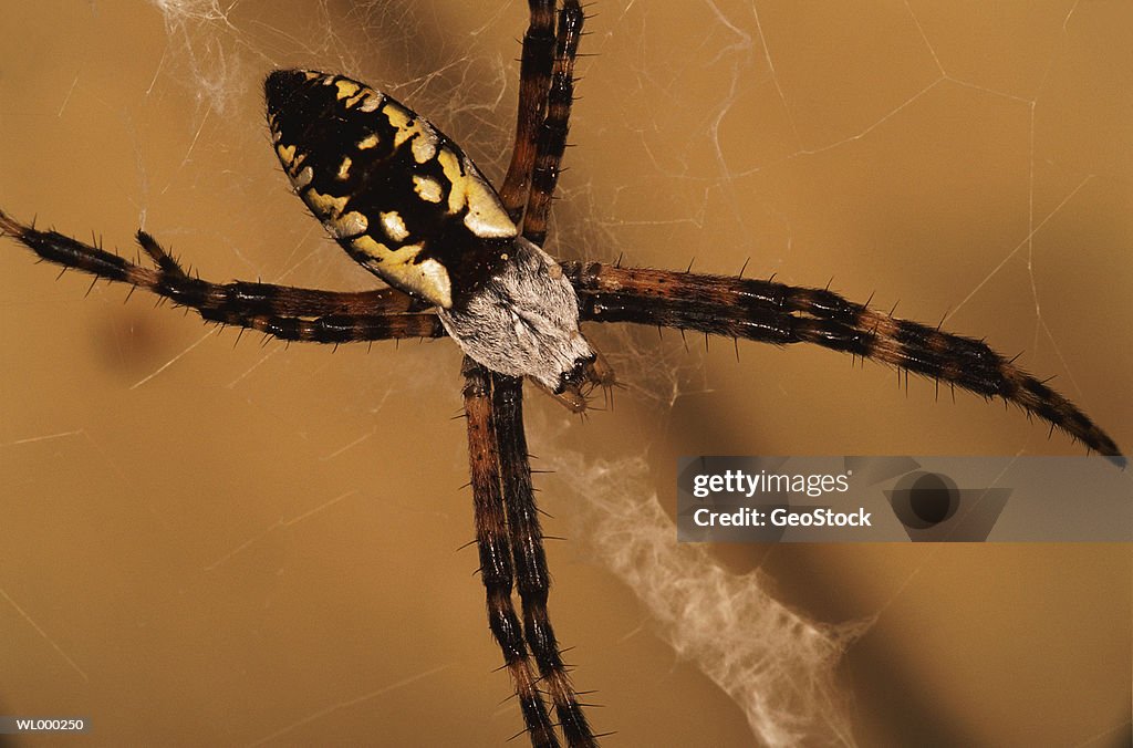 Argiope