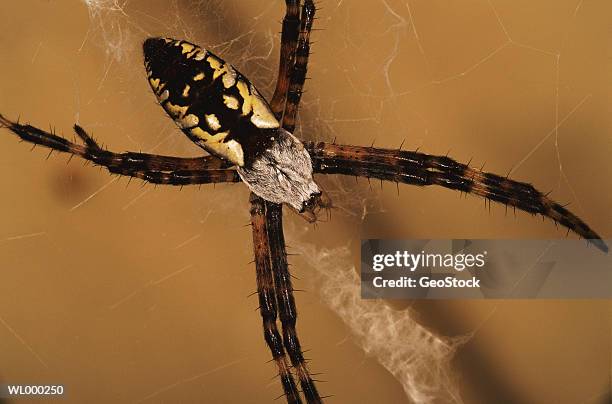 argiope - arachnid stock pictures, royalty-free photos & images