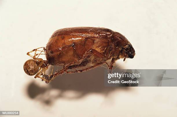 house spider with june bug - arachnid stockfoto's en -beelden