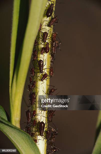 aphids - emittero foto e immagini stock