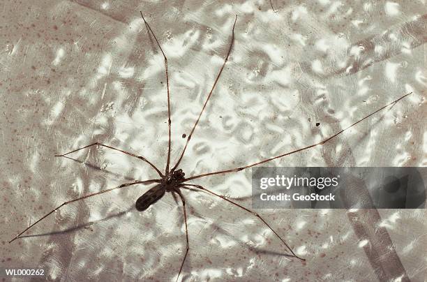cellar spider - arachnid stockfoto's en -beelden