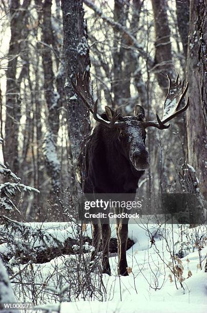 bull moose in winter - bull stock-fotos und bilder