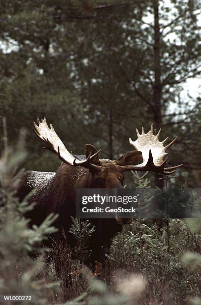 bull moose in forest - bull stock-fotos und bilder