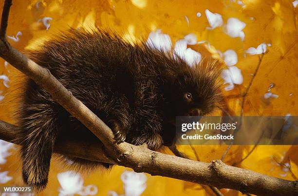 porcupine in sugar maple - kristin kreuk or sierra mccormick or autumn wendel or brenda song or allison munn or emil stock pictures, royalty-free photos & images