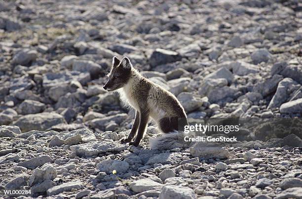 arctic fox - premiere of blue fox entertainments big bear arrivals stockfoto's en -beelden