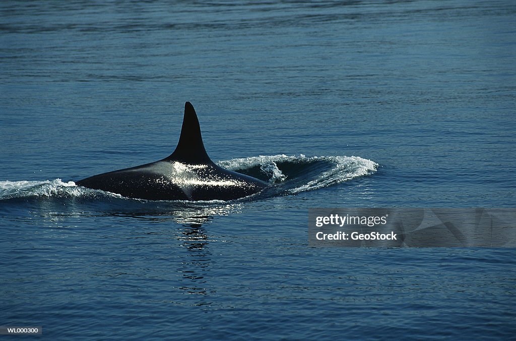 Killer Whale Diving