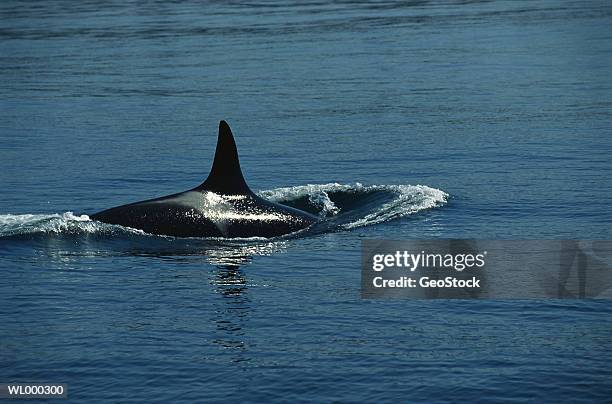 killer whale diving - surfacing stock pictures, royalty-free photos & images