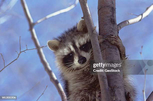 raccoon in a tree - a stock pictures, royalty-free photos & images