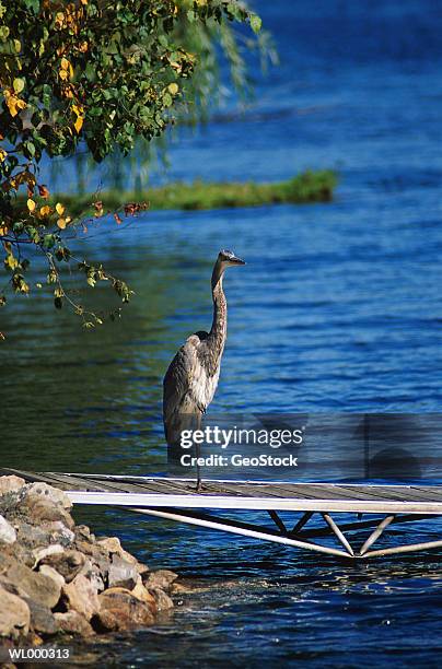 great blue heron - tierhals stock-fotos und bilder