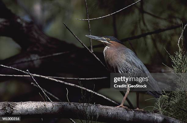 green backed heron - backed stock pictures, royalty-free photos & images