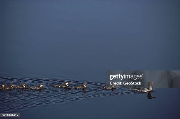 common merganser with chicks - common merganser stockfoto's en -beelden