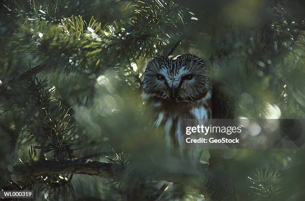 owl in pine - pinaceae stockfoto's en -beelden